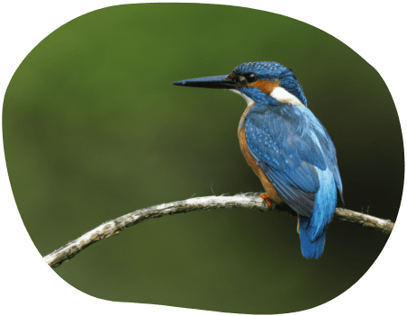 初めての自然観察セット